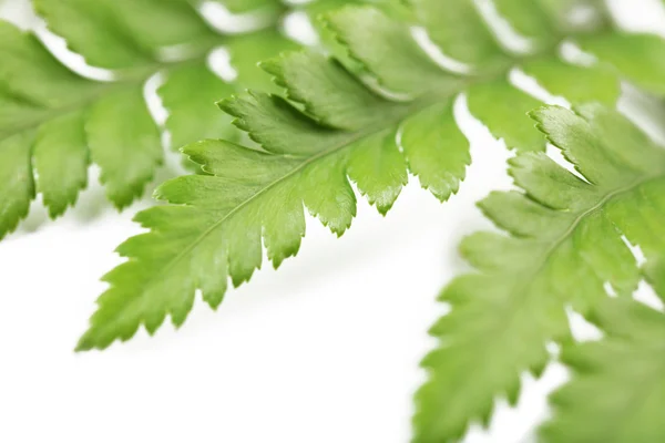 Green leaves, closeup — Stock Photo, Image