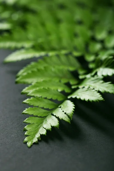 Gröna blad på mörk yta, närbild — Stockfoto