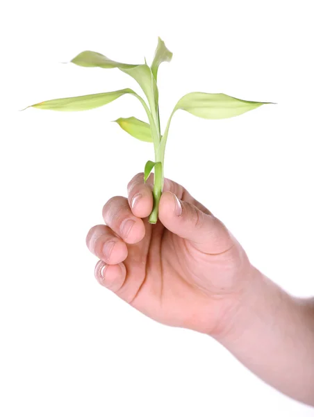 Erkek el ile yeşil bitki üzerinde beyaz izole — Stok fotoğraf