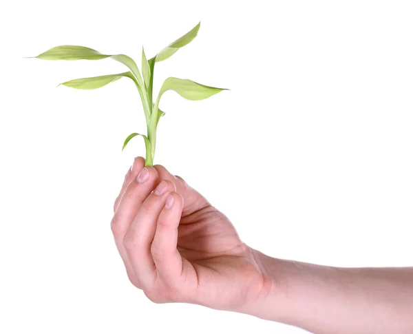 Main masculine avec plante verte isolée sur blanc — Photo