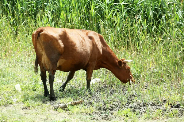 Cow grazing in meadow — Stock Photo, Image