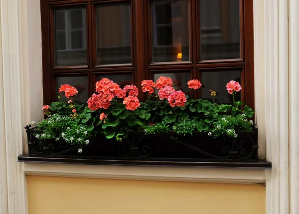 Flores florecientes en el edificio del alféizar de ventana — Foto de Stock