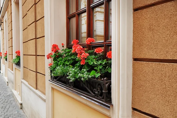 Flores florecientes en el edificio del alféizar de ventana — Foto de Stock