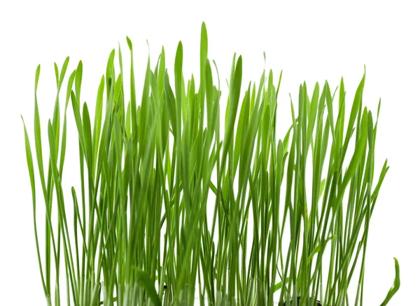 Groen gras, geïsoleerd op wit — Stockfoto