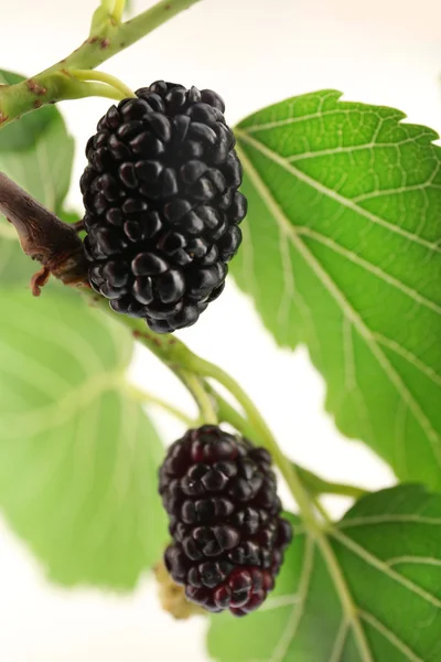 Branch of fresh mulberry, closeup — Stock Photo, Image