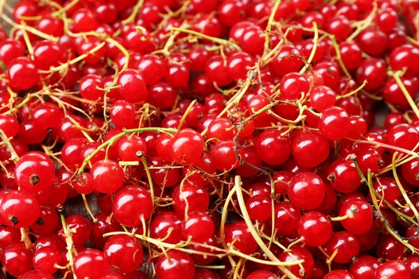 Fresh red currant background — Stock Photo, Image