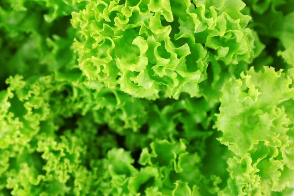 Alface fresca verde close up — Fotografia de Stock