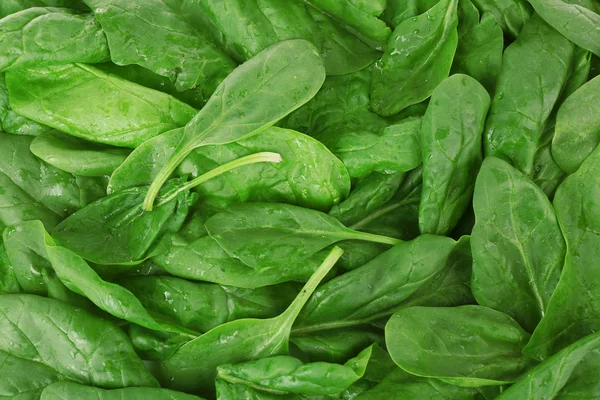 Groene verse bladeren van basilicum close-up — Stockfoto