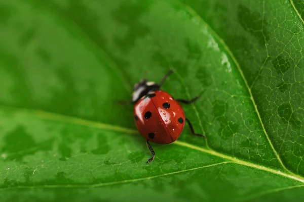 Mariquita sobre fondo de hoja verde mojado — Foto de Stock