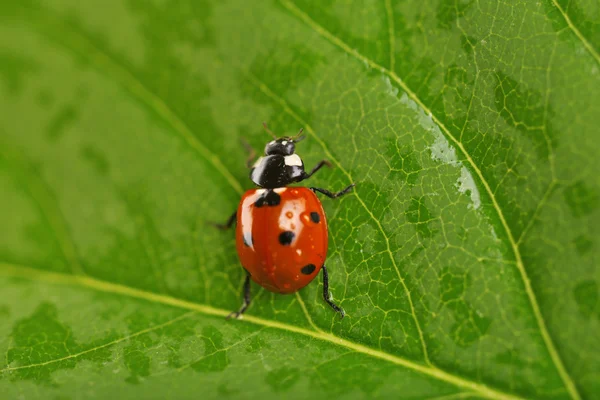 Joaninha no fundo folha verde molhada — Fotografia de Stock