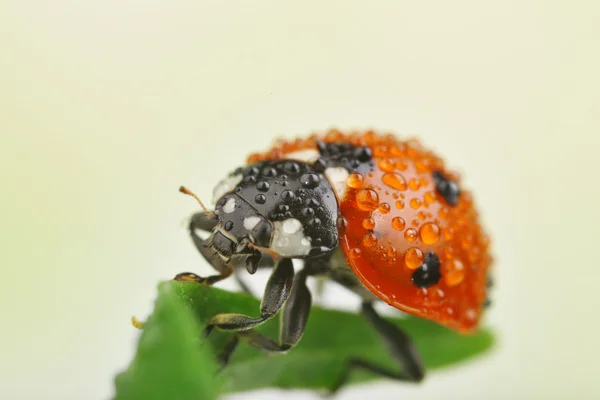 Coccinelle sur feuille, gros plan — Photo