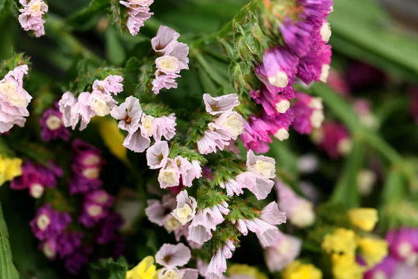 Bellissimi fiori selvatici da vicino — Foto Stock
