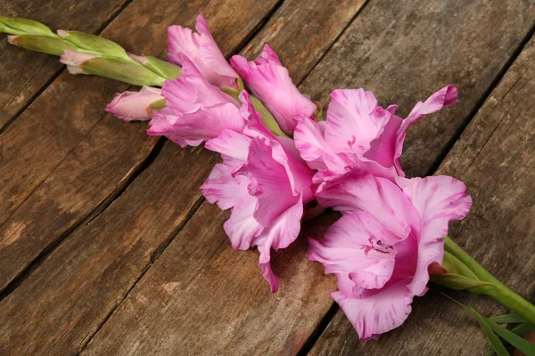 Beau gladiole sur fond en bois — Photo