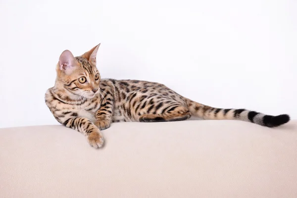 Бенгальский котенок на диване в комнате — стоковое фото