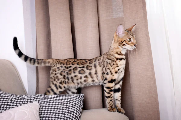 Beautiful Bengal kitten on sofa in room — Stock Photo, Image