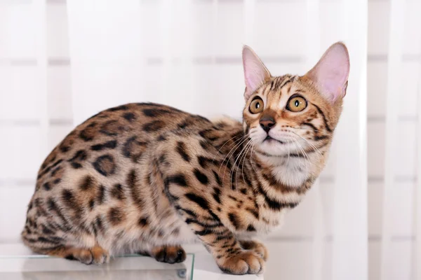 Beautiful Bengal kitten on small table at home — Stock Photo, Image