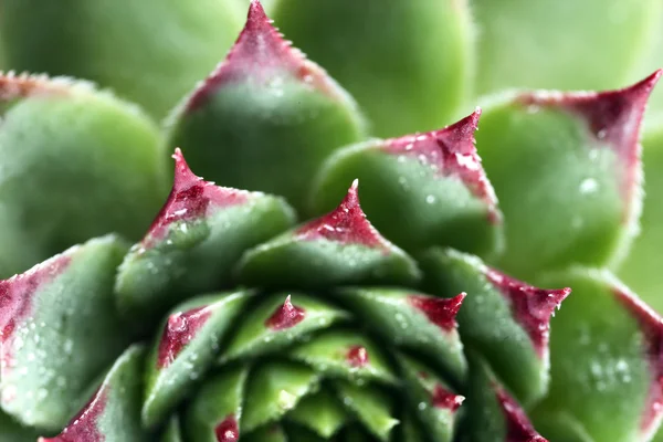 Belle plante succulente avec des gouttes d'eau de près — Photo