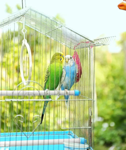 Schattig kleurrijke budgies in kooi, buitenshuis — Stockfoto