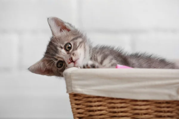 Gatinho cinza bonito na cesta no quarto — Fotografia de Stock