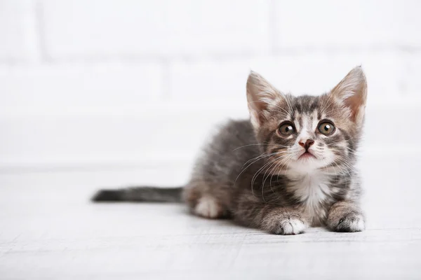 Söt grå kattunge på golvet hemma — Stockfoto