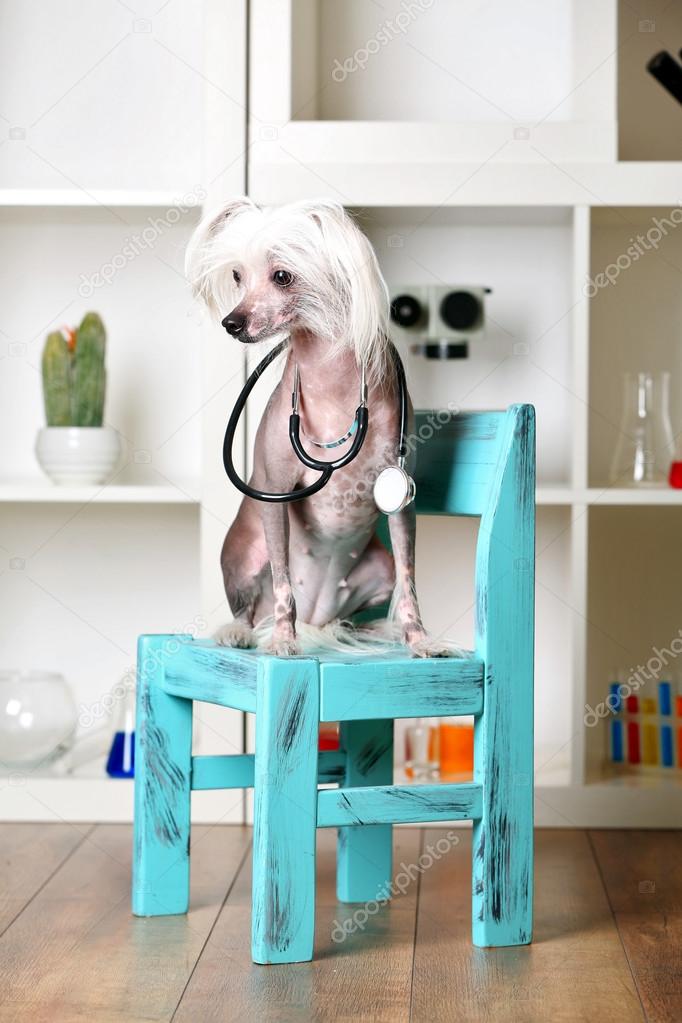 Hairless Chinese crested dog with stethoscope on chair in laboratory