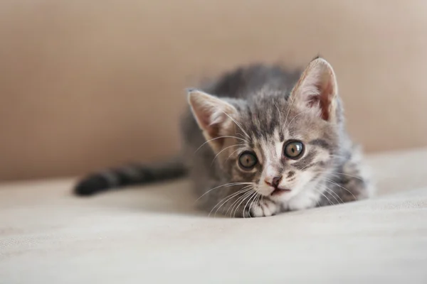 Ładny szary kotek na kanapie w domu — Zdjęcie stockowe