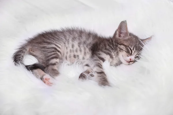 Cute gray kitten sleeping on carpet at home — Stock Photo, Image