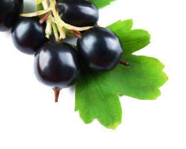 vahşi Siyah frenk üzümü