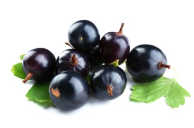 vahşi Siyah frenk üzümü