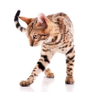 Güzel Bengal yavru kedi