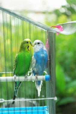 Şirin renkli muhabbet kuşu