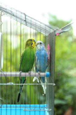 Şirin renkli muhabbet kuşu