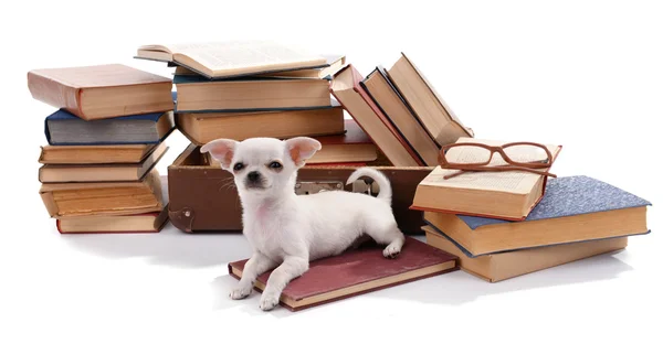 Chihuahua śliczny pies na sterty książek — Zdjęcie stockowe