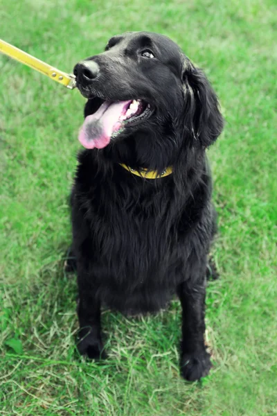 Πορτρέτο του μεγάλο μαύρο σκυλί — Φωτογραφία Αρχείου