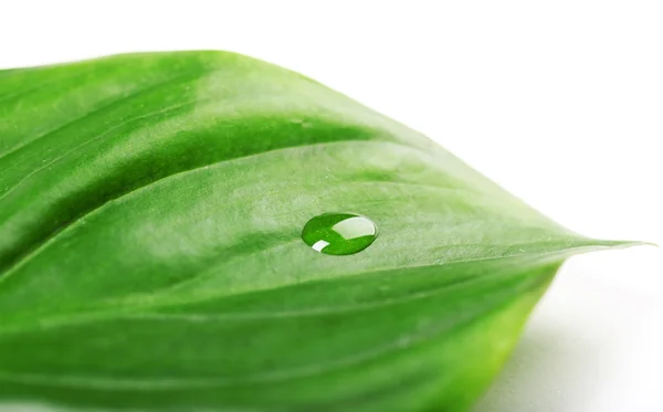 Green leaf with droplet — Stock Photo, Image