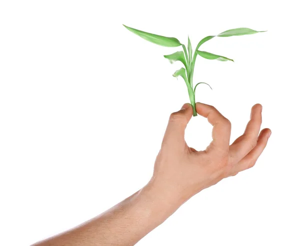 Mannenhand met groene plant — Stockfoto