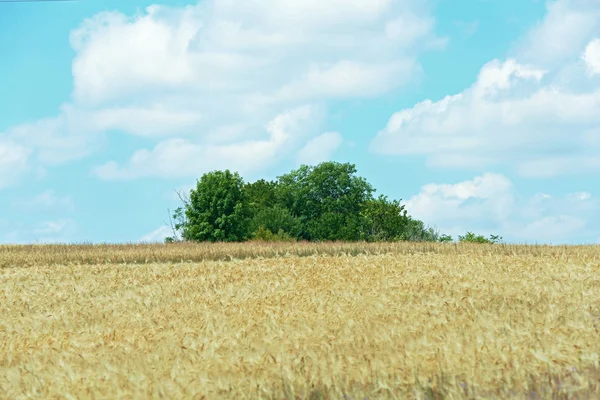 Schönes Sommerfeld — Stockfoto