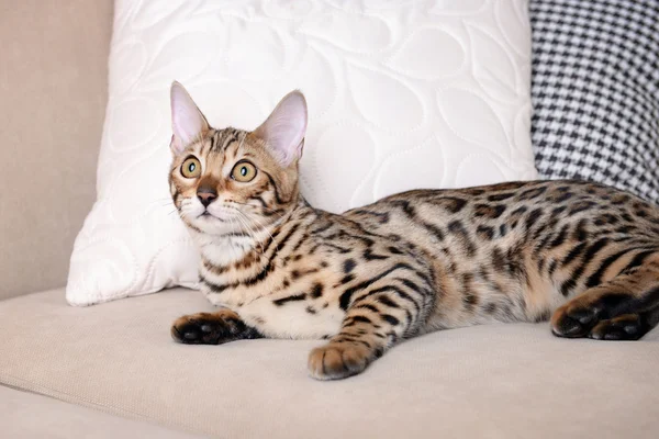 Mooie Bengalen kitten — Stockfoto