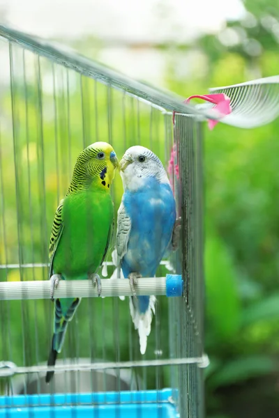 Şirin renkli muhabbet kuşu