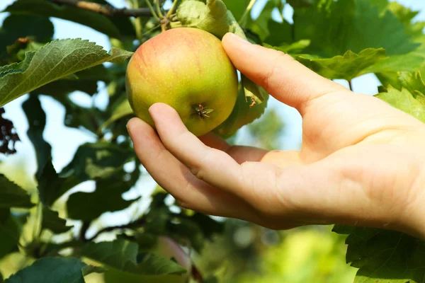 Vrouwelijke hand plukken appel van boom — Stockfoto