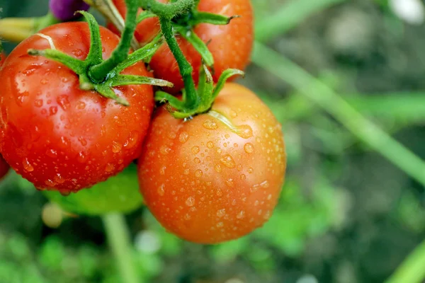 Tomatoes growing in garden — Stock Photo, Image