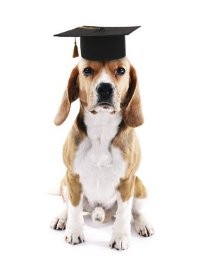Sevimli köpek izole grad şapka ile