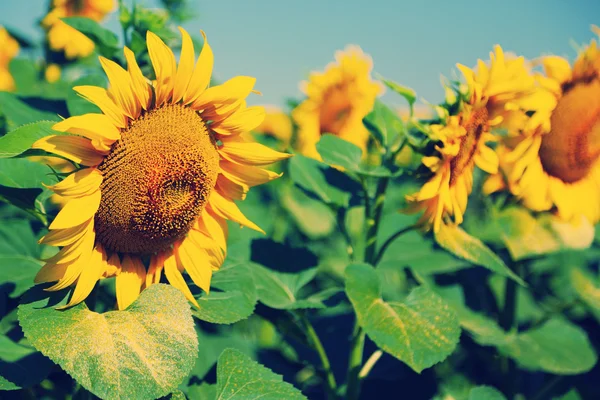 Zonnebloemveld met zonlicht — Stockfoto