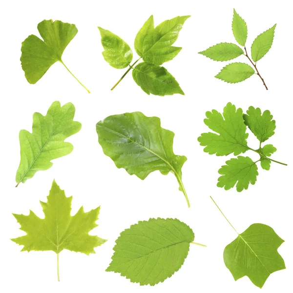 Hermosas hojas verdes aisladas —  Fotos de Stock