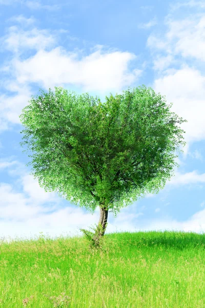 Green tree in heart shape — Stock Photo, Image