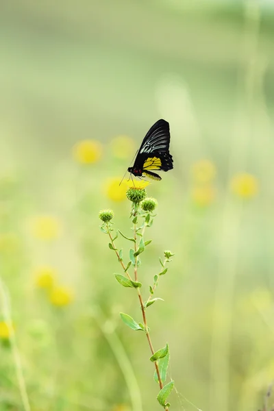 Piękny motyl na kwiatach — Zdjęcie stockowe