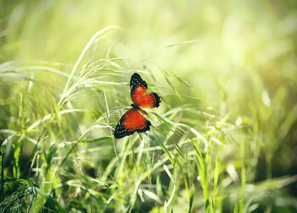 Borboleta na grama verde — Fotografia de Stock