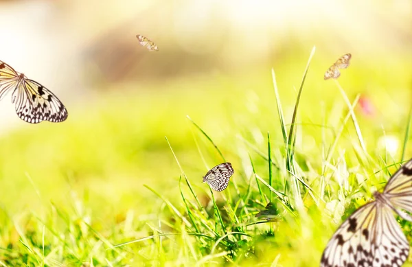 Vlinders op groen gras — Stockfoto