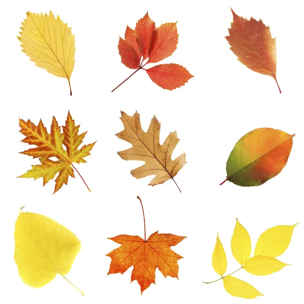 Beautiful autumn leaves isolated — Stock Photo, Image