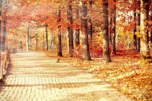 美しい秋の木々 — ストック写真